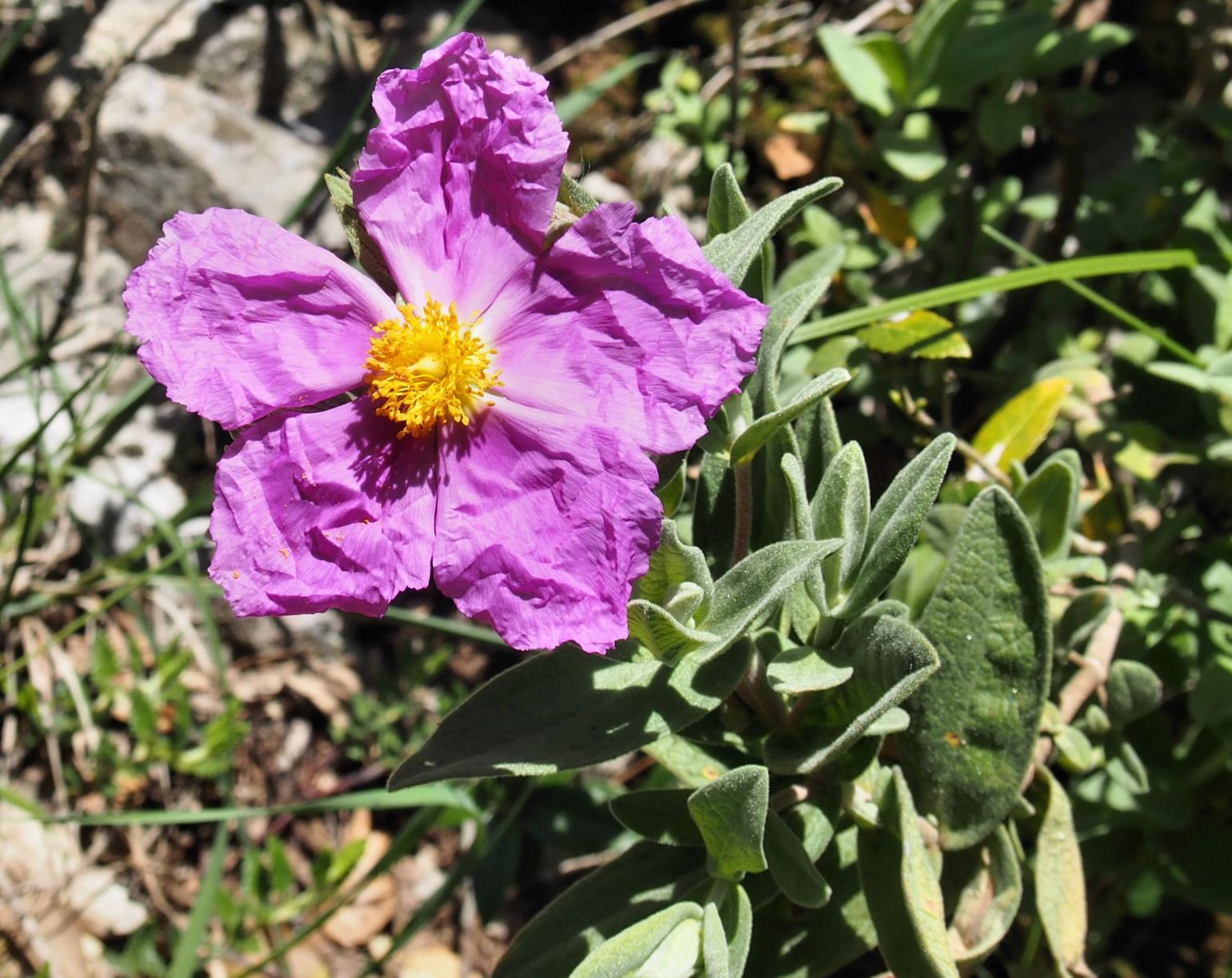 Cistus, Grey-leaved